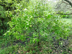 Daphnopsis racemosa