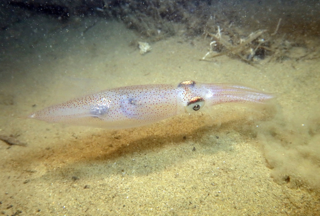 Midsize Squid