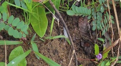 Abrus precatorius africanus