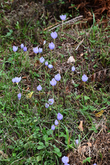 Crocus pulchellus