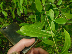 Daphnopsis racemosa