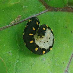 Tenthredo mandibularis