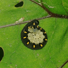 Tenthredo mandibularis