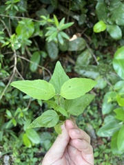 Koanophyllon dolicholepis