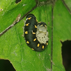 Tenthredo mandibularis