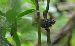 Willisornis poecilinotus