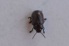 Chrysolina marginata