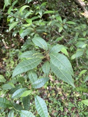 Allophylus crassinervis