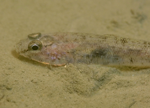 Sand Goby