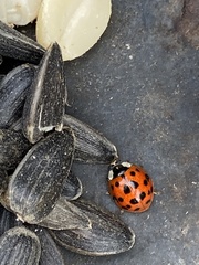 Harmonia axyridis