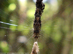 Cyclosa machadinho