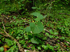 Aristolochia fimbriata