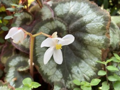 Begonia rex-cultorum