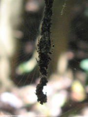 Cyclosa machadinho