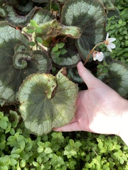 Begonia rex-cultorum