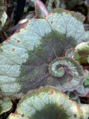Begonia rex-cultorum