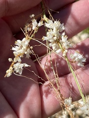 Cuscuta tuberculata