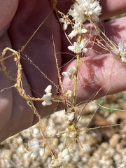 Cuscuta tuberculata