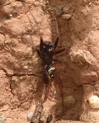 Steatoda ancorata