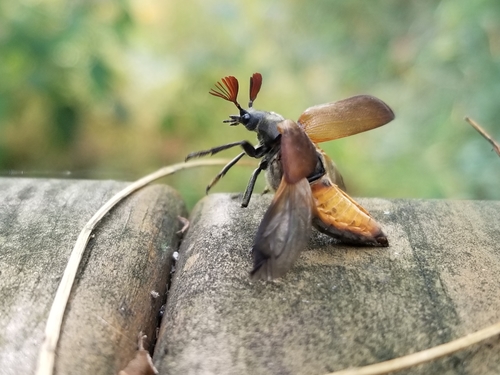 Cedar Beetle photo 3