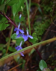 Lobelia ehrenbergii