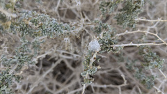 Procecidochares kristineae