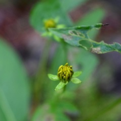 Verbesina hypoglauca