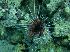 Pterois cincta