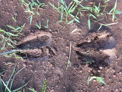 Kobus ellipsiprymnus defassa