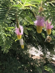 Dichrostachys