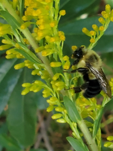 Bombus impatiens image