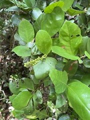 Coccoloba costata