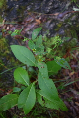 Verbesina hypoglauca