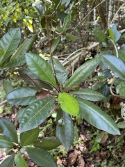 Gesneria pedunculosa