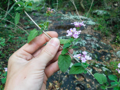 Lantana megapotamica
