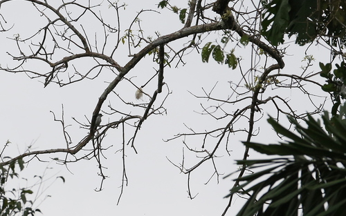 White-rumped Sirystes (Sirystes albocinereus), photo 6