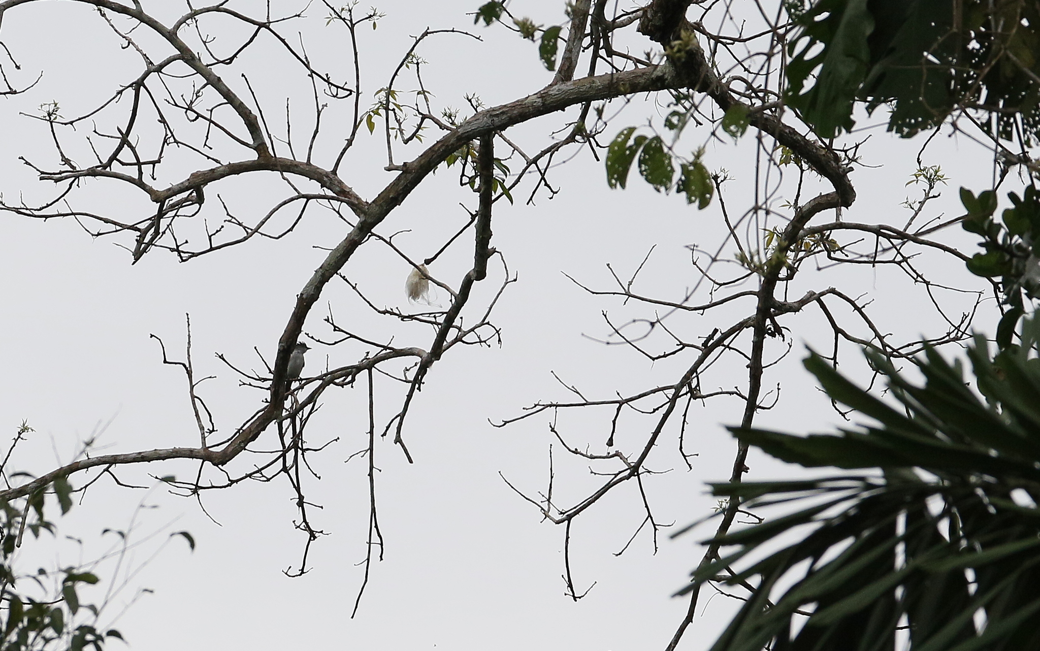 White-rumped Sirystes (Sirystes albocinereus), photo 7
