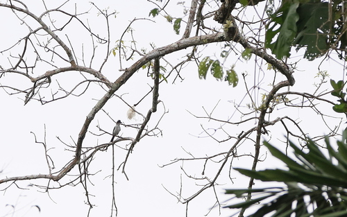 White-rumped Sirystes (Sirystes albocinereus), photo 9