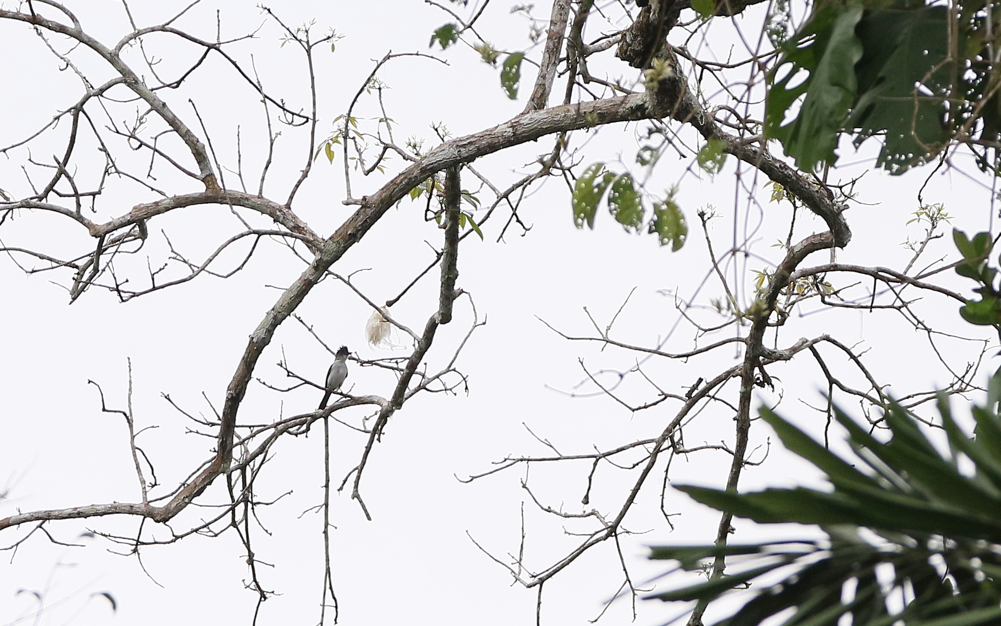 White-rumped Sirystes (Sirystes albocinereus), photo 8