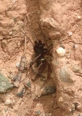 Steatoda ancorata