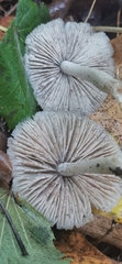 Coprinopsis melanthina