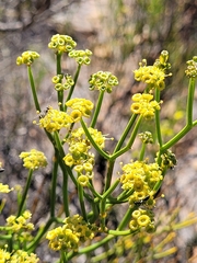 Gymnophyton