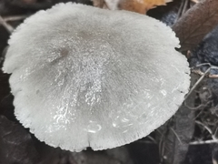 Coprinopsis melanthina