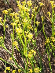 Gymnophyton