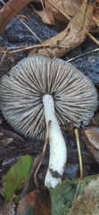 Coprinopsis melanthina