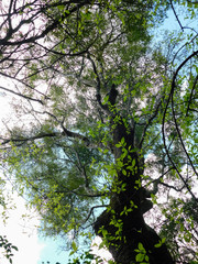 Nectandra angustifolia
