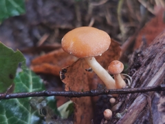 Simocybe sumptuosa