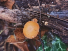 Simocybe sumptuosa