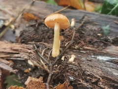 Simocybe sumptuosa