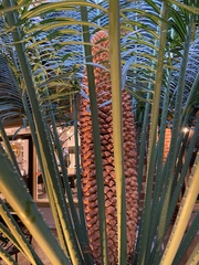 Cycas